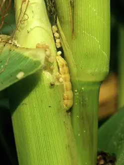 Scarce: American Bollworm Pest