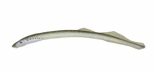 Lampetra: American Brook Lamprey