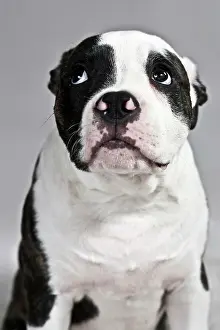Afraid: American Bulldog looking sad, portrait