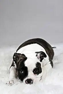 Blankets: American Bulldog lying on a white plush blanket