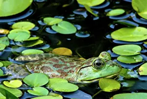 Pads: American Bullfrog