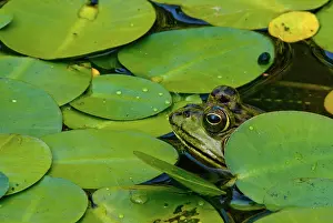 Pads: American Bullfrog