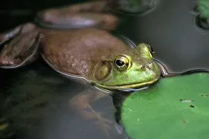 Pads: American Bullfrog