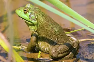 Herpetology: American Bullfrog