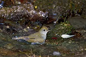 Anurans: American bullfrog