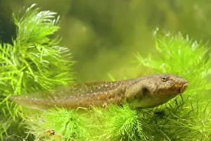 Lurch: American Bullfrog