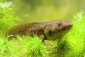 Lurch: American Bullfrog