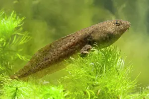 Lurch: American Bullfrog