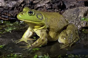 Ranidae: American Bullfrog