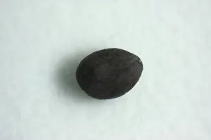 Metamorph: American bullfrog egg