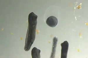 Lifecycle: American bullfrog egg and tadpoles