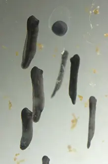 Lifecycle: American bullfrog egg and tadpoles