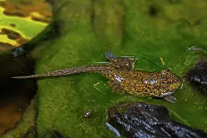 Tadpole: American bullfrog (Lithobates catesbeianus), tadpole