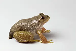 Nonnative: American bullfrog with partial tail
