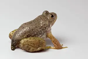 Metamorph: American bullfrog with partial tail