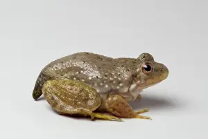 Metamorph: American bullfrog with partial tail