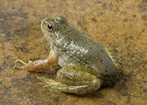 Catesbeiana: American bullfrog with partial tail