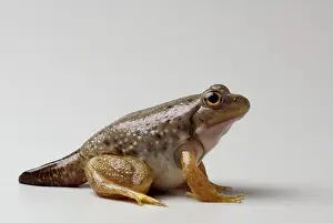 Catesbeiana: American bullfrog with partial tail