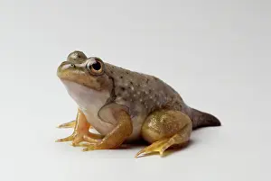 Ranidae: American bullfrog with partial tail