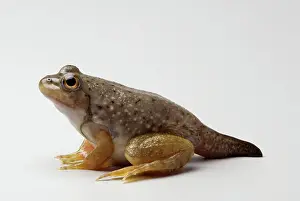 Ranidae: American bullfrog with partial tail