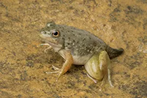 Ranidae: American bullfrog with partial tail