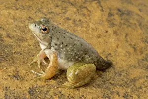 Ranidae: American bullfrog with partial tail