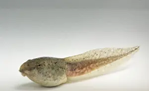 Metamorph: American bullfrog tadpole