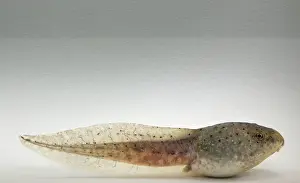 Metamorph: American bullfrog tadpole