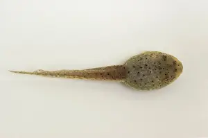 Metamorph: American bullfrog tadpole