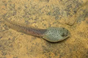 Metamorph: American bullfrog tadpole