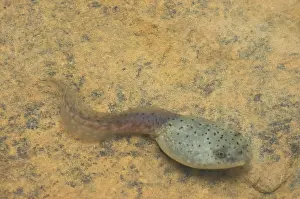 Metamorph: American bullfrog tadpole