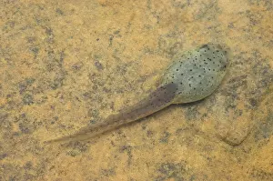 Metamorph: American bullfrog tadpole