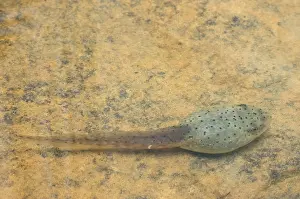 Metamorph: American bullfrog tadpole