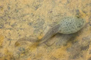 Metamorph: American bullfrog tadpole