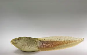 Metamorph: American bullfrog tadpole