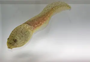 Metamorph: American bullfrog tadpole