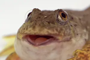 Metamorph: American bullfrog tadpole