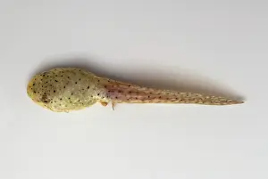 Metamorph: American bullfrog tadpole
