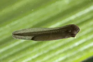 Metamorph: American bullfrog tadpole