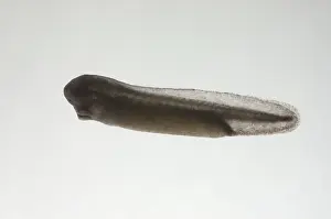 Metamorph: American bullfrog tadpole