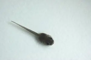 Metamorph: American bullfrog tadpole