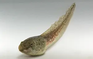 Catesbeiana: American bullfrog tadpole