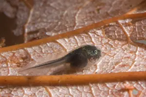 Catesbeiana: American bullfrog tadpole