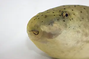 Metamorph: American bullfrog tadpole head