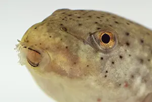 Metamorph: American bullfrog tadpole head
