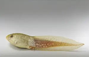 Metamorph: American bullfrog tadpole with hind legs