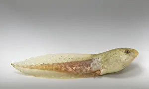 Metamorph: American bullfrog tadpole with hind legs
