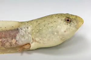 Metamorph: American bullfrog tadpole with hind legs