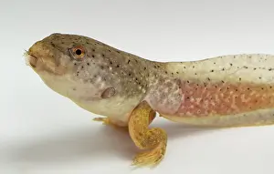 Metamorph: American bullfrog tadpole with hind legs