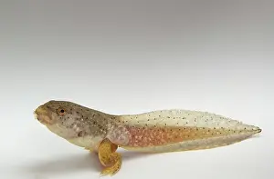 Metamorph: American bullfrog tadpole with hind legs